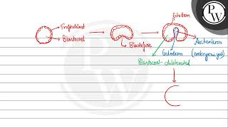 Termination of gastrulation is indicated by [upl. by Horodko]