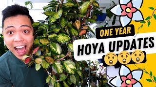 ONE YEAR LATER 😮  HOYA Updates 💚 Australis Lisa Finlaysonii Multiflora amp MORE Plant Updates [upl. by Aihseyn]