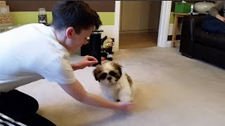 LOUIS THE SHIH TZU PUPPY DOING TRICKS [upl. by Gough]