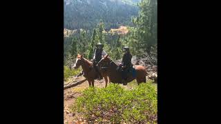 Is Gaited Horse Riding a Riding Discipline I Think So  Podcast Gaited Horse Training [upl. by Noda388]