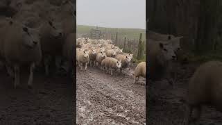 Greatest Sheep Dog Ever Ozzy Man Quickies [upl. by Conner]