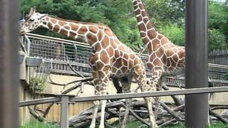 giraffes mating at the zoo [upl. by Lancelle843]