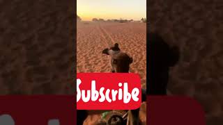 Merzouga morocco funny arabic travel merzougadesertlove [upl. by De Witt973]