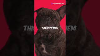 How to Train Your French Bulldog Tips amp Tricks frenchbulldog dog dogshorts doglovers frenchie [upl. by Lemrej]