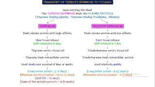 Transport of Thyroid Hormone to tissues Chapter 77 part 3 Guyton and Hall Physiology [upl. by Noivert201]