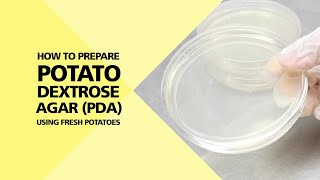 How to Prepare Potato Dextrose Agar PDA using Fresh Potatoes Part 14 [upl. by Rechaba]