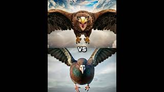 Eagle vs Vultures vs  falcon crow owl seagull Duck toucan bird Macow pigeon [upl. by Anitsyrk]