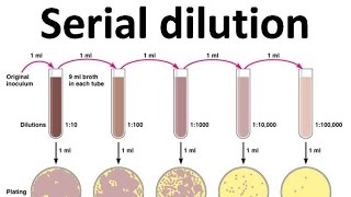 Serial dilution [upl. by Varien]