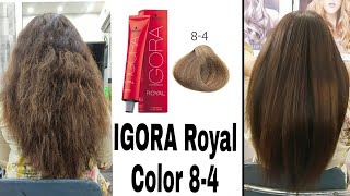 Igora 84  How to refresh your dull highlights and colorIgora Royal color [upl. by Medwin191]