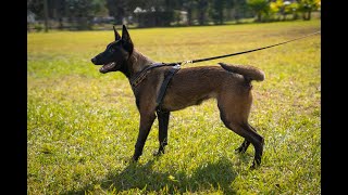 HOW TO TRAIN A BELGIAN MALINOIS  A Rare Glimpse at a Full Training Session with Ivan Balabanov [upl. by Naesad]