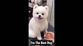 Im the best dog 🐶😎 edit dog doglover trollfaceedit cute doglover shorts viral [upl. by Henryson]