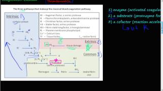 51  The Coagulation Cascade coagulation factors II XII IX and X extrinsic amp intrinsic pathway [upl. by Shute]