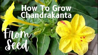 How To Grow amp Care Chandrakanta  4 O’Clock plant From Seed [upl. by Aihtebat]