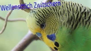 Wellensittich Zwitschern [upl. by Mowbray]