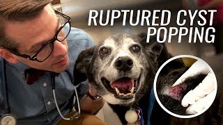 Ruptured Cyst Popping for Dog Ellie [upl. by Cha]