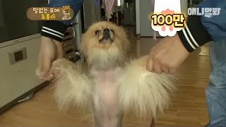 겨털이 긴건줄 알았는데 몸에 털이 없는거였습니다ㅣA pomeranian that cant grow hair after getting groomed [upl. by Mcintyre265]