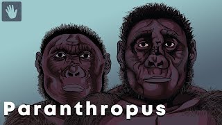 Paranthropus Evolution [upl. by Hakan]