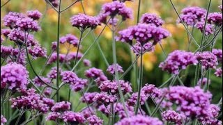 Verbena bonariensis  what I do in the early autumn verbena verbenabonariensis [upl. by Fancy370]