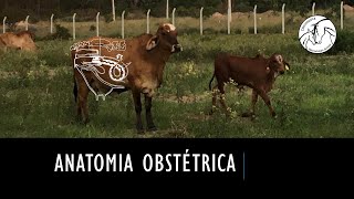 Anatomia obstétrica veterinária [upl. by Nerwal]