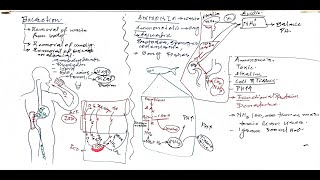 L01Ammonotelic Excretion [upl. by Yattirb]