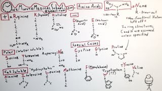 The 20 Amino Acids  One Minute Medical School [upl. by Duky]