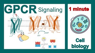 GPCR signaling explained in 1 minute  GPCR signaling pathway  cell bio in 1 minute [upl. by Balduin]