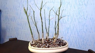 Bonsai forest from Japanese pagoda tree  Sophora Japonica [upl. by Siderf]