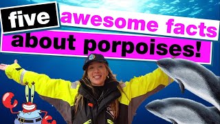 What is a porpoise The difference between dolphins and porpoises🐬 [upl. by Cock146]