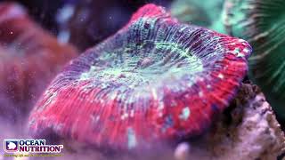 Ocean Nutrition Reef Pulse [upl. by Witkin]