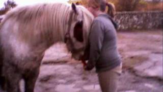 Barney The Skewbald Cob Pony [upl. by Nnylyam]