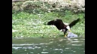 Must Watch birds animals hunts nature wildlife amazing shorts youtubeshorts [upl. by Avad]