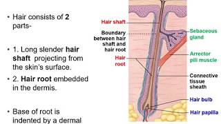 Topic 4b Integumentary System Dr Basus Easy Anatomy amp Physiology Lecture [upl. by Idurt58]