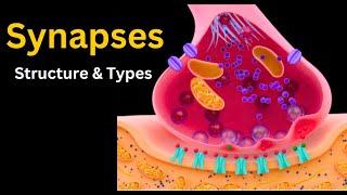 Synapses explored from Chemical to Electrical synapses Structure Types and More [upl. by Kurr]