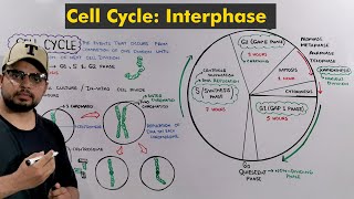 Interphase of Cell Cycle  Cell Division How Cell prepare itself to Divide [upl. by Thorrlow576]