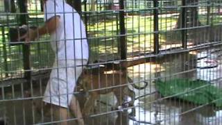 Ligers attack man while feeding [upl. by Lagiba]