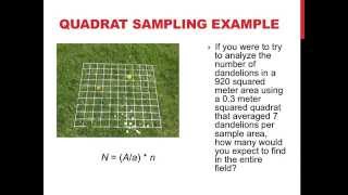 Quadrat sampling and population dispersion [upl. by Tomkins794]