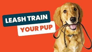 Leash Training a Puppy Proven Methods That Work [upl. by Annaed590]