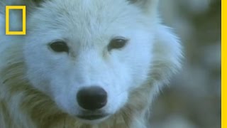 Musk Ox vs Wolves  National Geographic [upl. by Terraj]