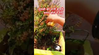 तुलसी माता को प्रसन्न करने का उपाय 🌱ll bhakti india ll ytshort video [upl. by Aneelahs721]