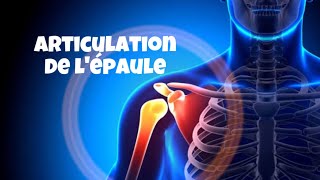 1 articulation de l’épaule  arthrologie du membre supérieurاحفظ و افهم في نفس الوقت [upl. by Aitnauq]