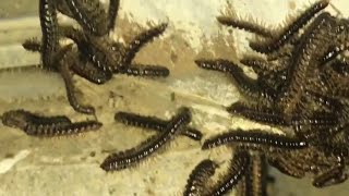 millipede “INVASION” how to get rid of them [upl. by Hopkins99]