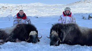 Musk ox hunting in Greenland  Jagt på moskusokse i Grønland  Jagd auf Moschusochsen in Grönland [upl. by Booker]