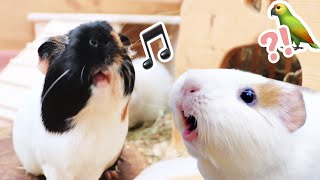 RAREST Guinea Pig Sounds amp What They Mean [upl. by Ralip99]