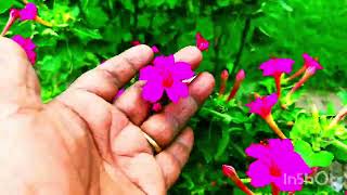 Mirabilis jalapa Flower plant  All complete information Mirabilis jalapa 4 OClock Plant [upl. by Nlocnil]