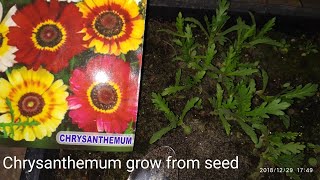 How to grow Chrysanthemum from seed hindiamp urdu [upl. by Eniledam]