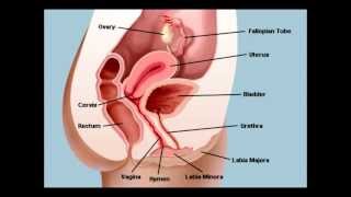 Perineal Care Female  CNA State Board Exam Skill [upl. by Ainaznat]