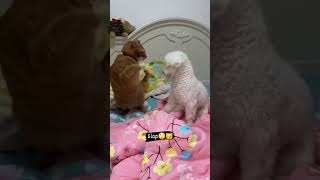 Cat vs Poodle The Hilarious Smackdown  funnypets funnyanimals [upl. by Socem851]