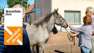 Grote Paardenjaarmarkt van Beervelde met 67 Belgisch trekpaarden en warmbloedpaarden BWP [upl. by God]