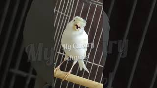 Male canary singing matingcall birdsinging canaries [upl. by Kantos]