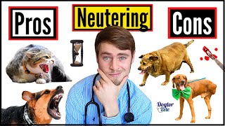 5 Signs Your Dog Needs To Get Neutered [upl. by Hausner]